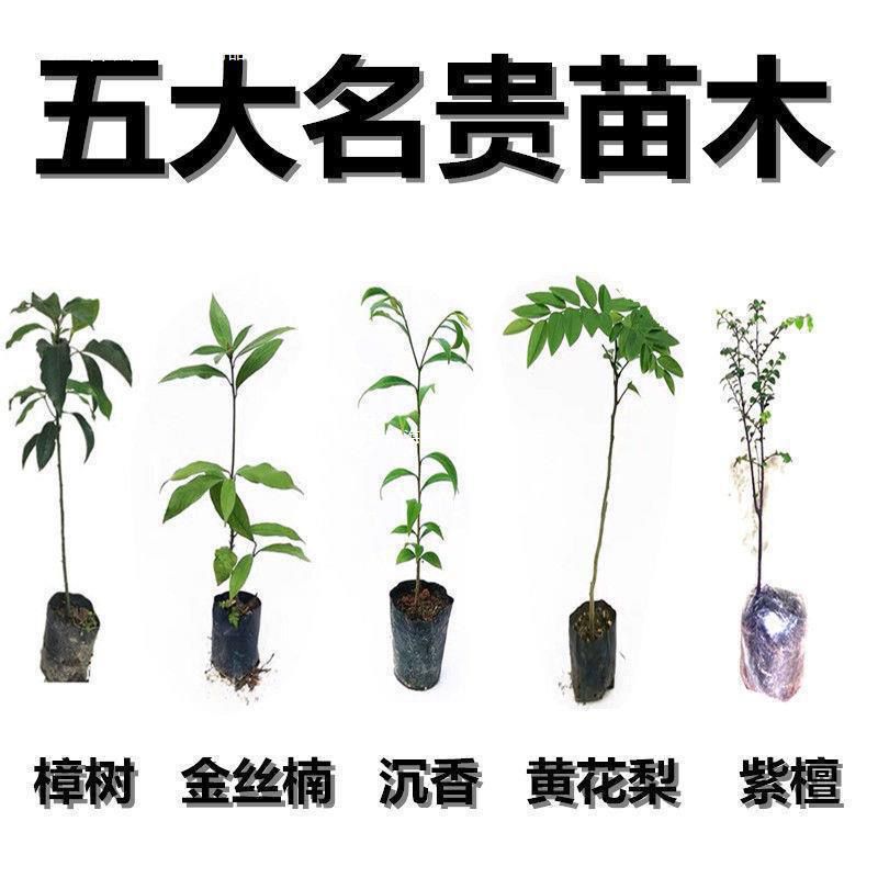 名贵苗木四季常绿正宗金丝楠木树苗海南黄花梨沉香紫檀庭院花盆栽 - 图2