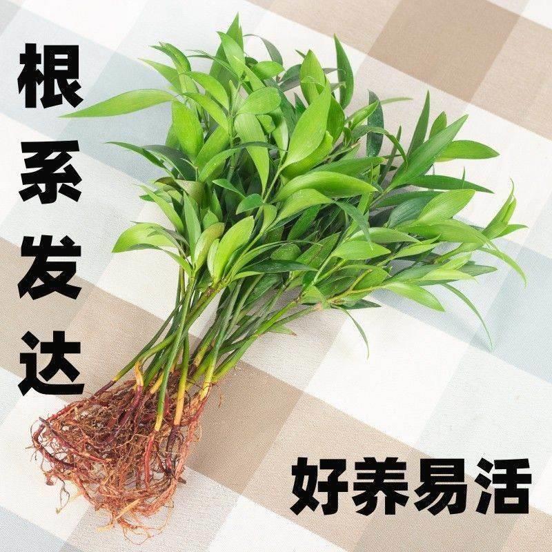 水培驱蚊竹柏水养植物盆栽绿植室内花卉客厅办公桌好养四季常青-图1