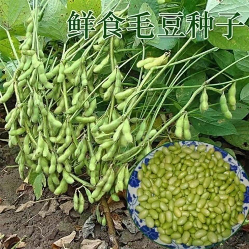 春夏毛豆种子黄豆大种籽鲜食高产农家四季播种早熟蔬菜种子-图3