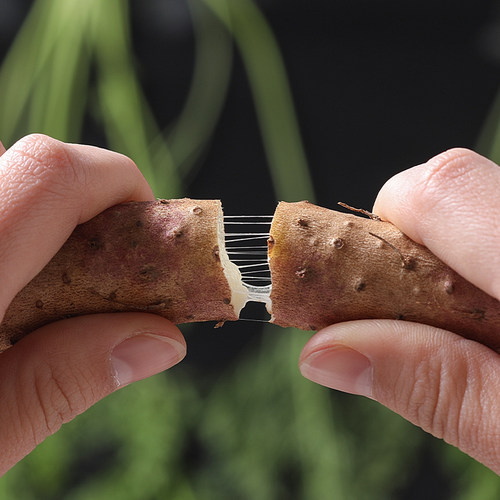 铁棍山药新鲜淮山药河南焦作温县正宗铁杆山药现挖山药5斤怀山药 - 图2