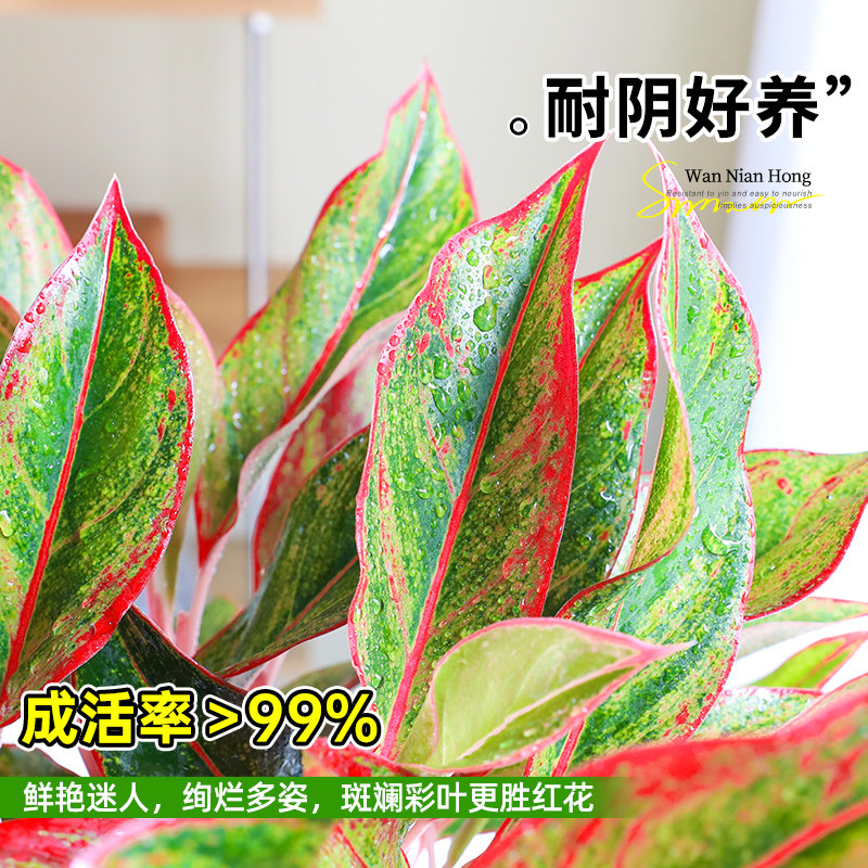 大盆万年红盆栽吉利红如意皇后绿植室内四季好养易活喜庆花卉植物