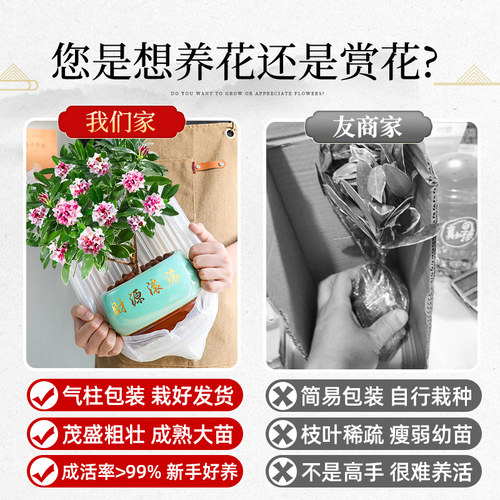 特级大盆金边瑞香盆栽绿植室内年宵花卉植物多季开花好养活带花苞 - 图0