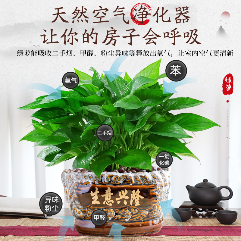 绿萝盆栽室内植物花卉绿植好养活大叶绿箩四季常绿净化空气吸甲醛-图0