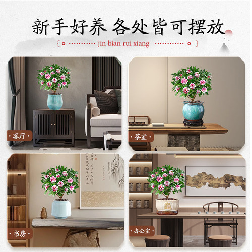 特级大盆金边瑞香盆栽绿植室内年宵花卉植物多季开花好养活带花苞 - 图3