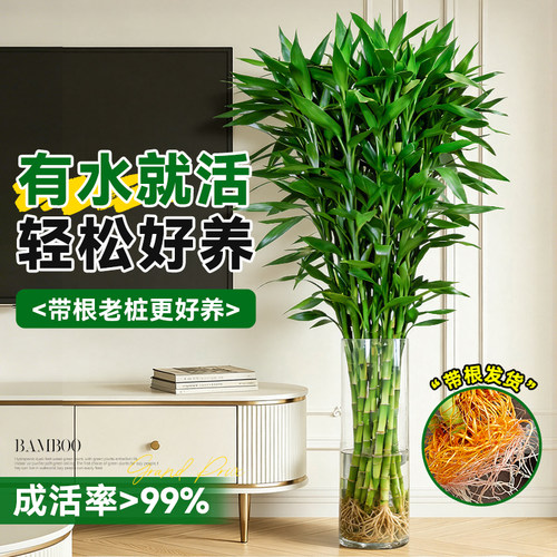 特大富贵竹带根水培绿植粗杆大叶室内桌面招财植物四季好养转运竹 - 图1