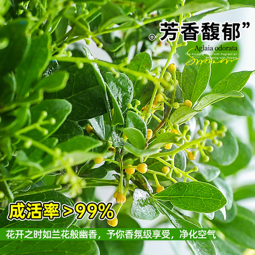 香水米兰盆栽带花苞浓香老桩盆景花卉室内净化空气好养活驱蚊绿植 - 图2