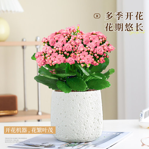 长寿花盆栽重瓣带花苞花卉室内阳台桌面绿植四季常青好养多肉植物 - 图1