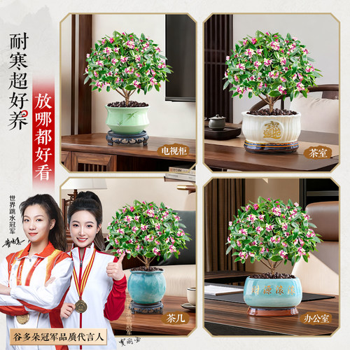 特级大盆金边瑞香盆栽带花苞办公室内花卉绿植四季好养活多季开花 - 图3