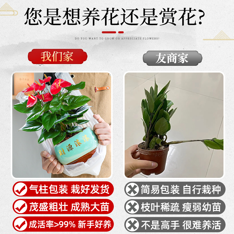 特级红掌盆栽大盆花卉植物室内办公室绿植好养活白掌四季开花不断