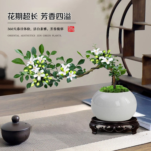 飘枝九里香老桩盆栽悬崖造型办公室桌面盆景室内花卉绿植摆件好养 - 图1