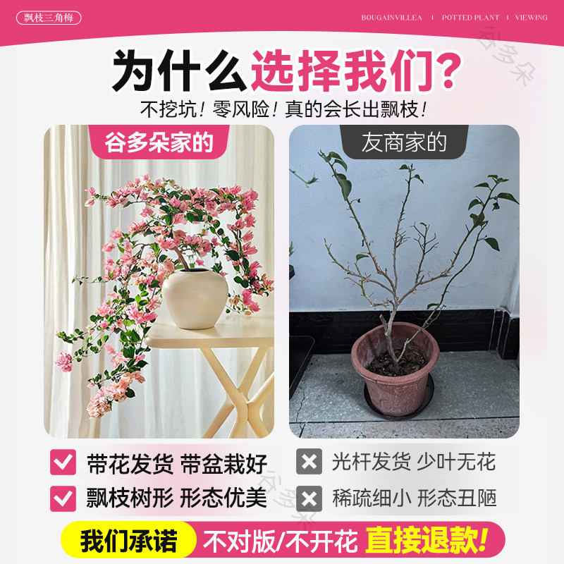 飘枝米罗三角梅盆栽带花老桩漳红樱四季好养卉室内客厅阳台绿植物,淘宝优惠券,粉丝福利购,淘宝优惠卷