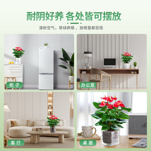 特级红掌盆栽一帆风顺白掌花卉植物室内好养绿植鸿运当头多季开花 - 图3