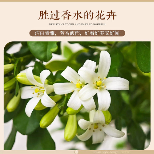 飘枝美人九里香盆栽绿植室内客厅桌面好养易活中古风植物老桩造型 - 图3