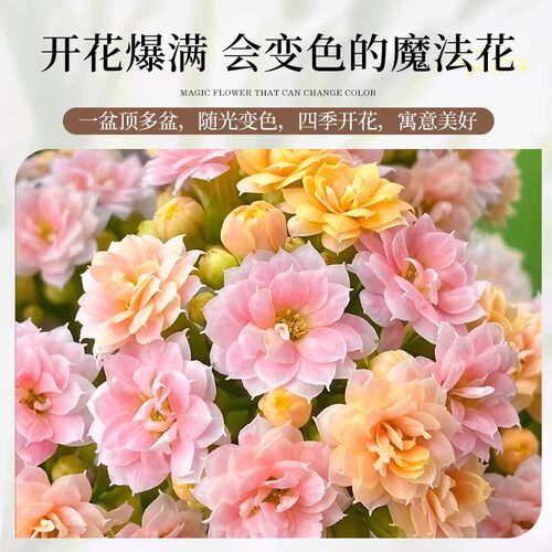 变色龙长寿花盆栽多彩花卉重瓣带花苞四季常青好养室内外阳台绿植 - 图2