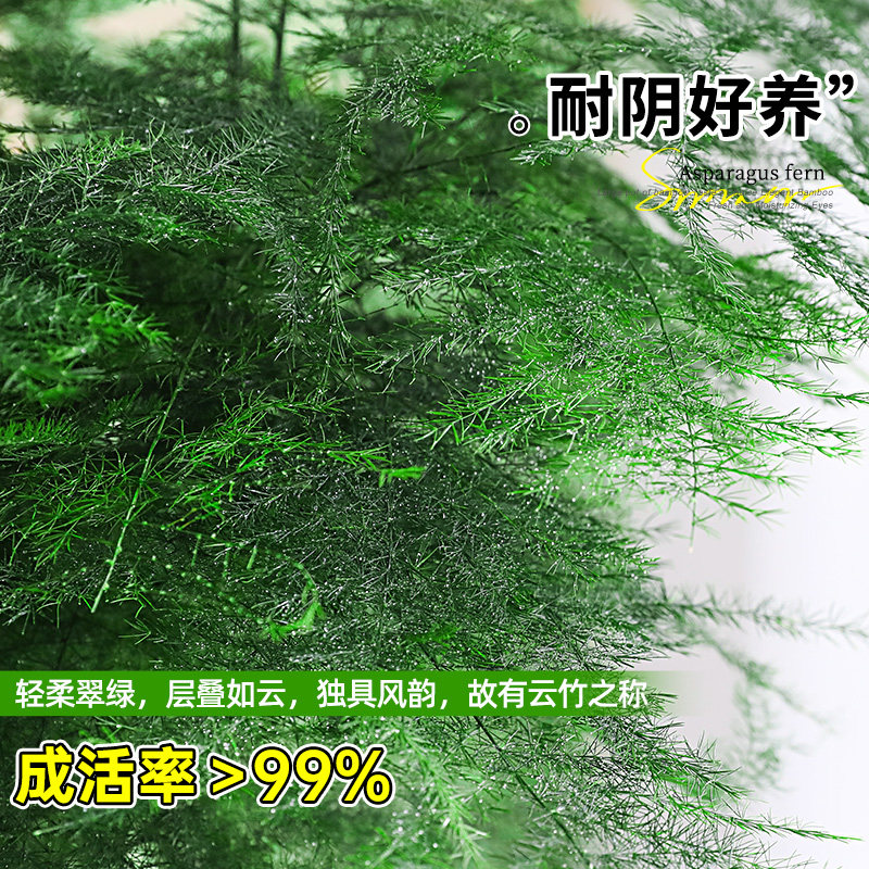 文竹盆栽盆景植物室内桌面绿植客厅花卉四季常青好养大盆净化空气