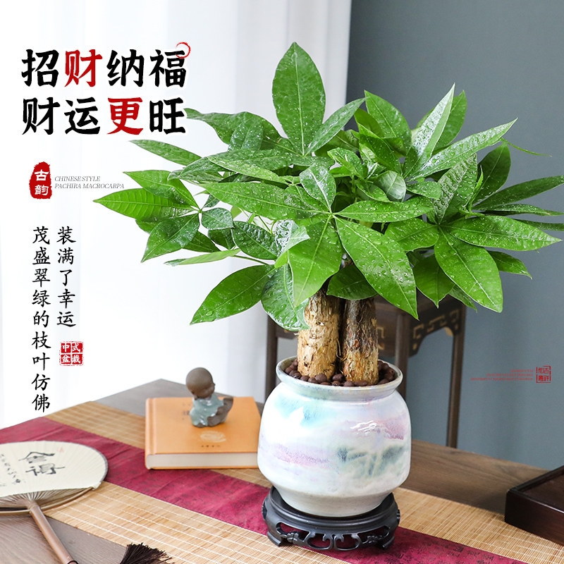 大盆三杆发财树绿植盆栽招财植物室内开业中式盆景金钱树四季好养,淘宝优惠券,粉丝福利购,淘宝优惠卷