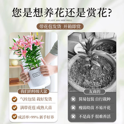 香水百合花盆栽带花苞鲜花植物室内外阳台四季好养活花苗植物花卉 - 图1
