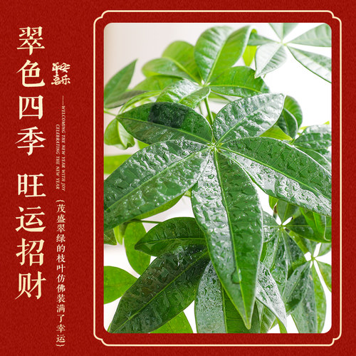 发财树盆栽室内客厅绿植花卉旺宅办公桌面招财好养暴富中式小盆景 - 图2