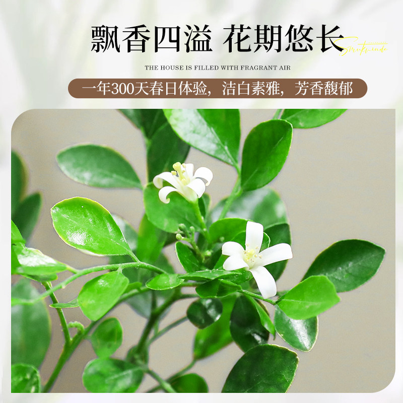 美人九里香盆栽办公室内桌面花卉绿植四季植物好养活老桩造型盆景,淘宝优惠券,粉丝福利购,淘宝优惠卷