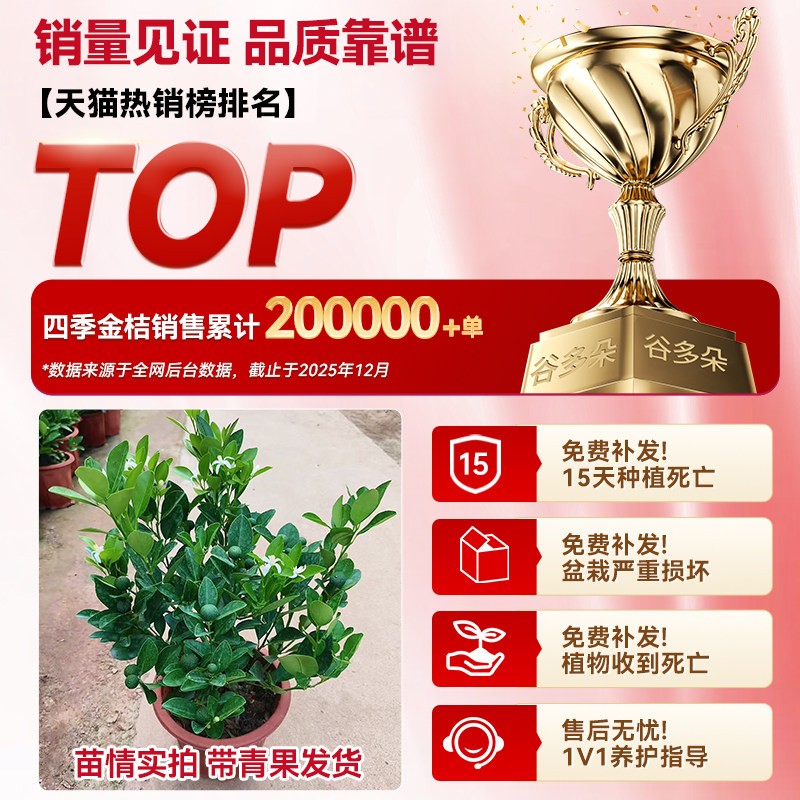 四季金桔盆栽庭院室内阳台四季好养结果新年金桔小青柠檬橘子绿植,淘宝优惠券,粉丝福利购,淘宝优惠卷