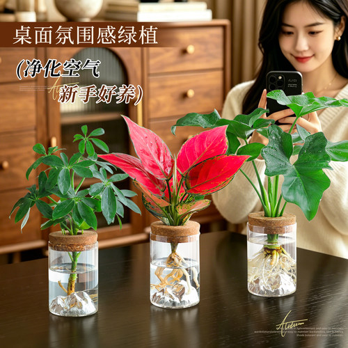 水培好养植物绿萝办公桌面发财树盆栽鸭脚木绿植花卉耐阴中古摆件 - 图1