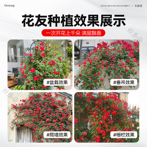 特大黄木香重瓣花树苗爬藤植物阳台庭院攀援花卉盆栽蔷薇四季常青 - 图3