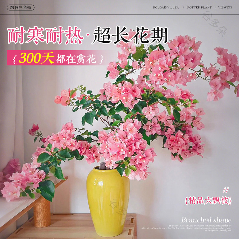 飘枝米罗三角梅盆栽带花老桩漳红樱四季好养卉室内客厅阳台绿植物,淘宝优惠券,粉丝福利购,淘宝优惠卷