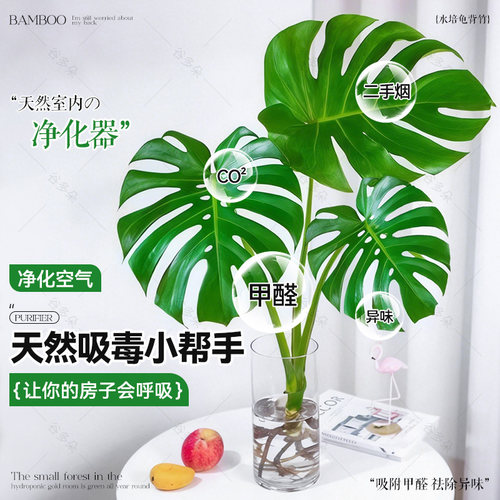 龟背竹水培植物客厅室内水养鲜切大叶盆栽四季常青好养活老桩植物 - 图2
