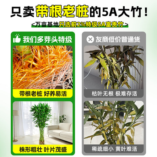 特大富贵竹带根水培绿植粗杆大叶室内桌面招财植物四季好养转运竹 - 图2