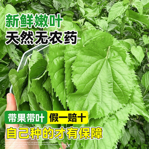 桑树活苗桑叶树苗盆栽养蚕食用大叶桑葚四季种绿植室外庭院南北方 - 图1