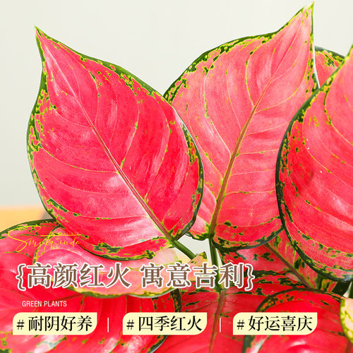 特级吉利红如意皇后绿植物室内桌面花卉小盆栽四季红火高颜好养活 - 图2