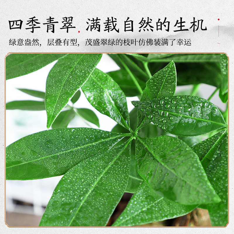 大盆三杆发财树盆栽绿植室内开业招财植物中式盆景四季常青好养,淘宝优惠券,粉丝福利购,淘宝优惠卷