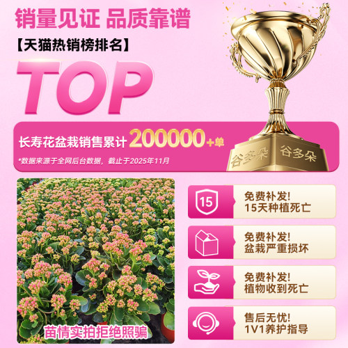 长寿花盆栽重瓣变色龙大花室内阳台花卉带花苞绿植物花苗四季好养 - 图3