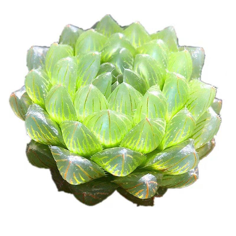 玉露多肉植物组合十二卷花卉盆栽黄金琥珀冰灯姬玉露室内雨露属鸡,淘宝优惠券,粉丝福利购,淘宝优惠卷