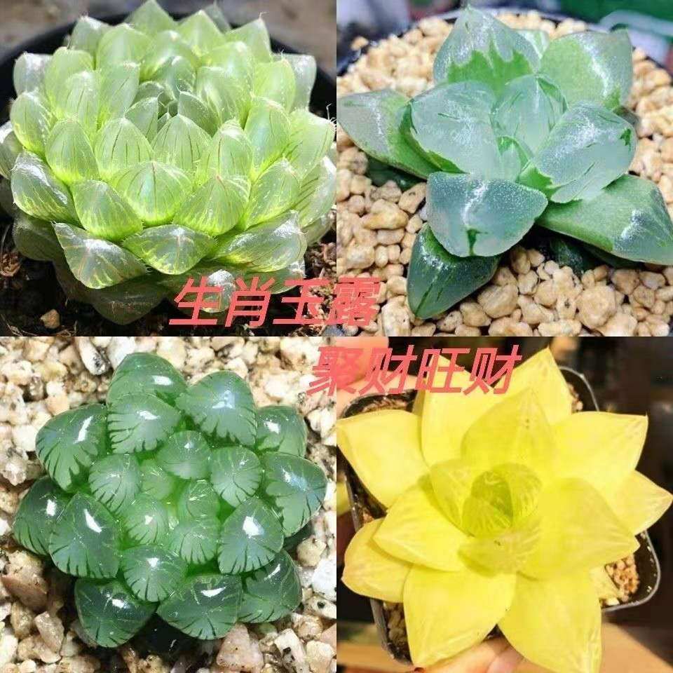 玉露多肉植物组合十二卷花卉盆栽黄金琥珀冰灯姬玉露室内雨露属鸡,淘宝优惠券,粉丝福利购,淘宝优惠卷