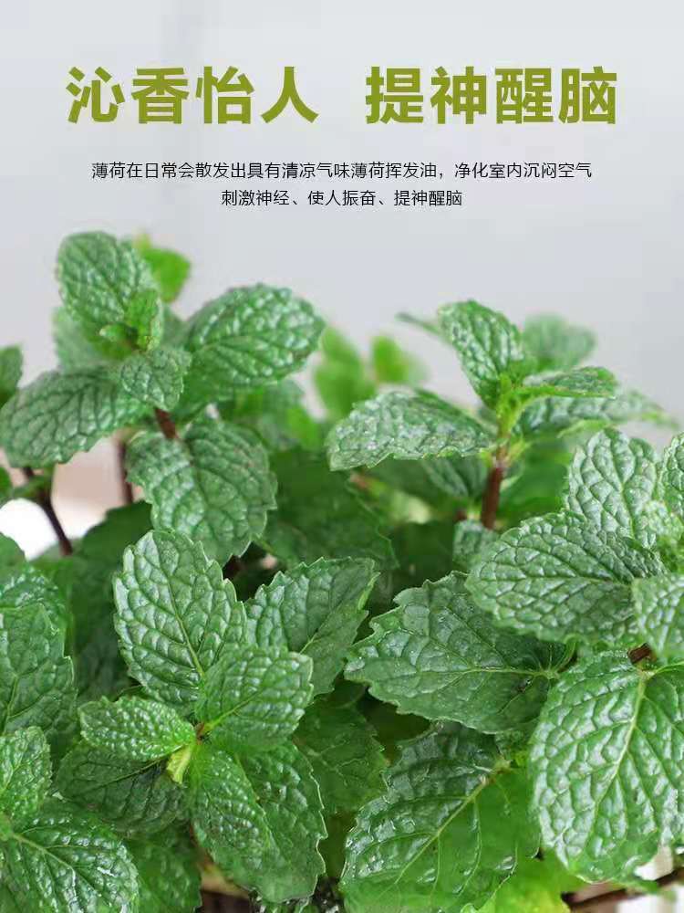 驱蚊薄荷盆栽可吃可食用薄荷苗子卧室盆栽留兰香薄荷植物桌面盆栽 - 图1