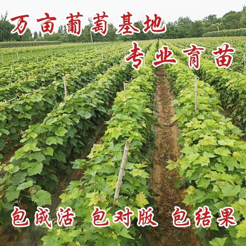 葡萄树巨峰 新人首单立减十元 21年8月 淘宝海外