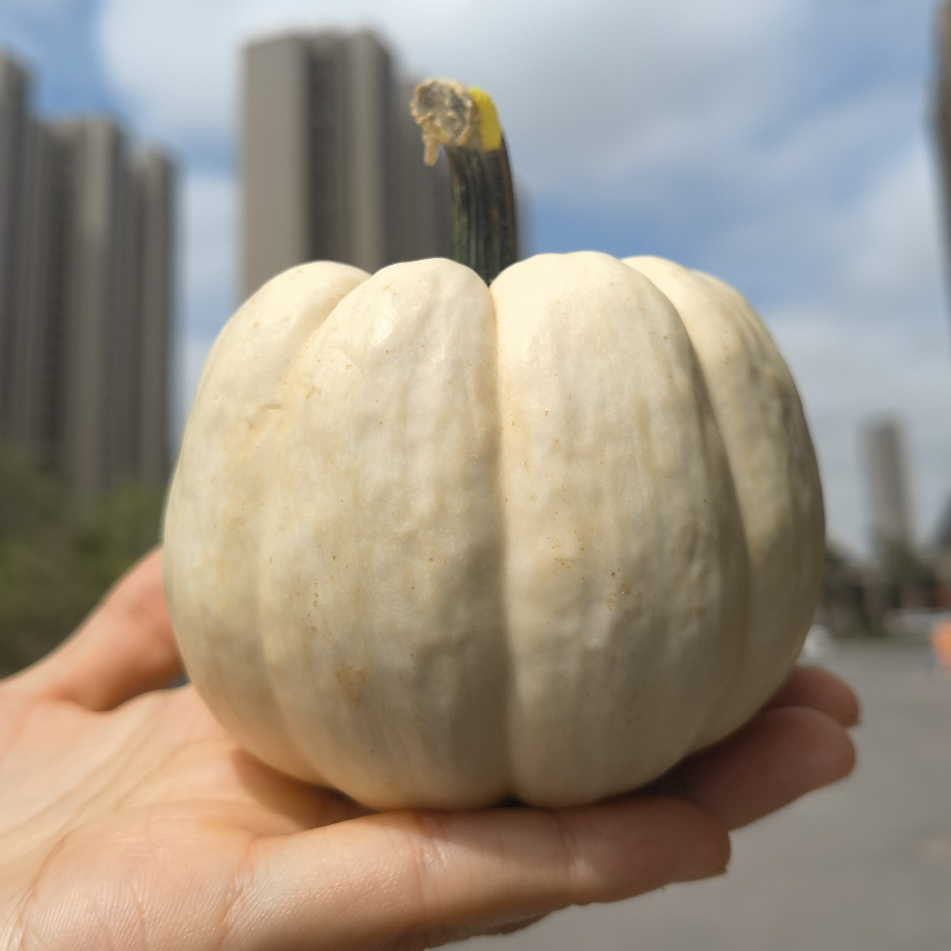 盆栽南瓜种子合集贝贝南瓜种子板栗南瓜种子奶油南瓜种子,淘宝优惠券,粉丝福利购,淘宝优惠卷