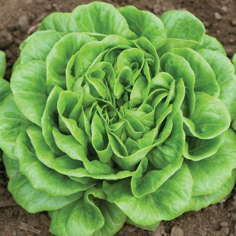 生菜种子合集散叶生菜种子水培沙拉生菜种子新手阳台彩虹生菜种子,淘宝优惠券,粉丝福利购,淘宝优惠卷