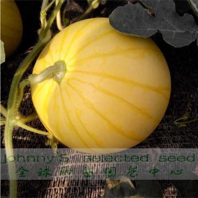 日本黄皮爱娘西瓜种子黄皮红肉礼品西瓜种子盆栽西瓜种子代理直销,淘宝优惠券,粉丝福利购,淘宝优惠卷