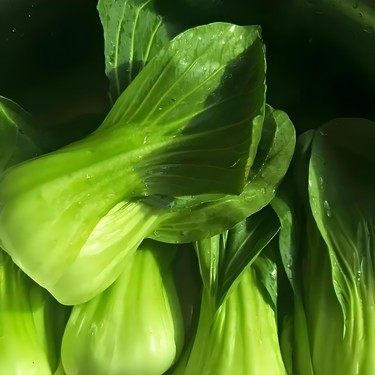 新手阳台速生叶菜种子合集盆栽蔬菜种子新手阳台易栽培可周年播种,淘宝优惠券,粉丝福利购,淘宝优惠卷