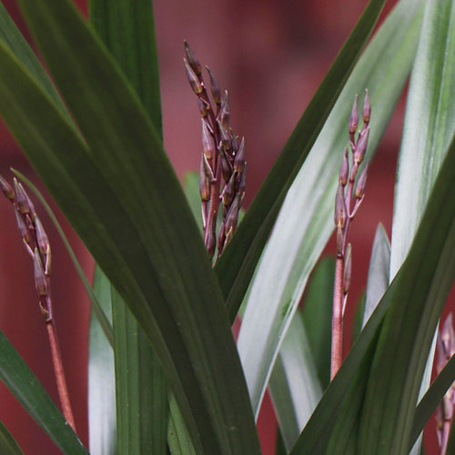 兰花苗 墨兰企黑 金华山金边浓香美观报岁兰绿植花卉室内盆栽 - 图2