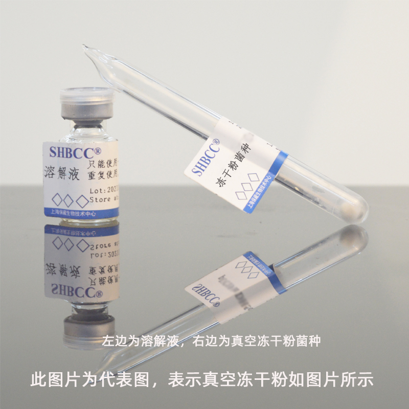 土星汉逊酵母SHBCC D56223非模式菌株麦芽汁琼脂培养基25℃培养