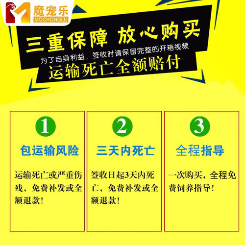 鹦鹉活鸟活物家养宠物小鸟云斑鹦鹉中小型会说话手养虎皮鹦鹉包活 - 图2