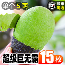 Mexico Imported Cattle Oil Fruits 15 Fresh Fruits When Season Full Box Speed Big Fruits Cooked Ready-to-eat Avocados