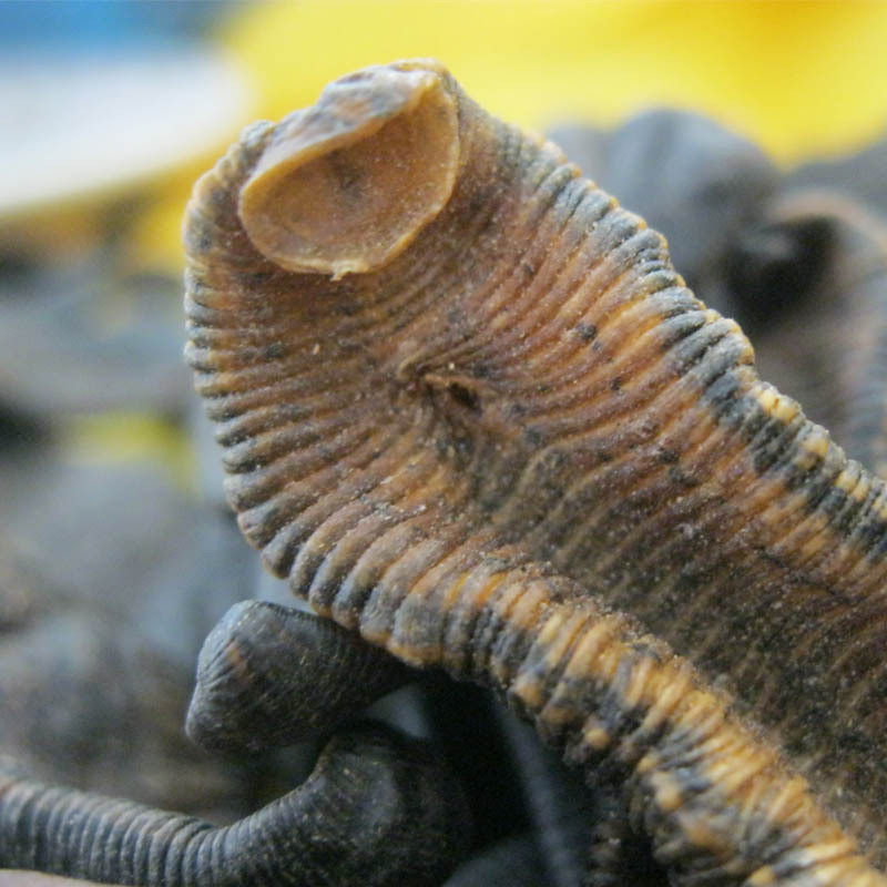 大水蛭干 干蚂蝗正品优质中药材100g包邮日本医蛭 熟炙金边水蛭粉,淘宝优惠券,粉丝福利购,淘宝优惠卷