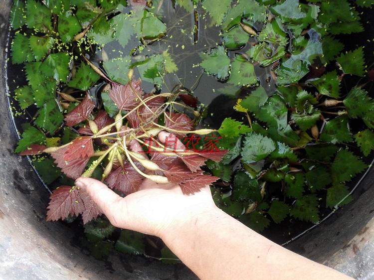 菱角种 池塘水生植物 黑菱角苗种 红菱角苗种 二角红菱苗种包邮 - 图2