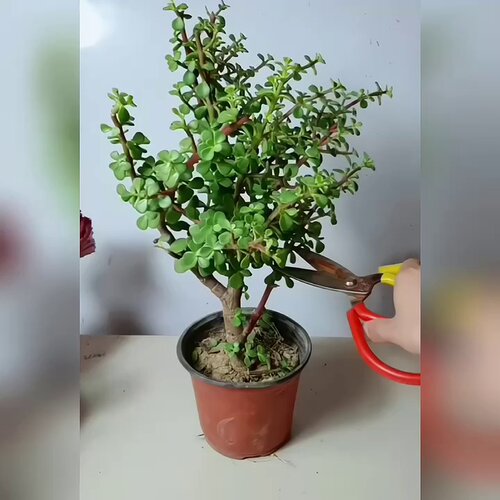 金枝玉叶花卉盆栽室内耐旱绿植阳台常青花苗带土好养多肉老桩植物 - 图0