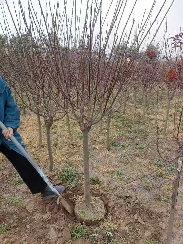 高杆梅花树苗庭院地栽红梅苗冬季花卉腊梅花四季盆栽耐寒梅花树-图2