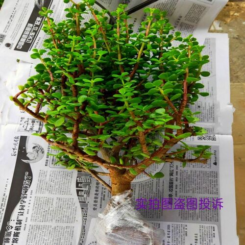 金枝玉叶花卉盆栽室内耐旱绿植阳台常青花苗带土好养多肉老桩植物 - 图1